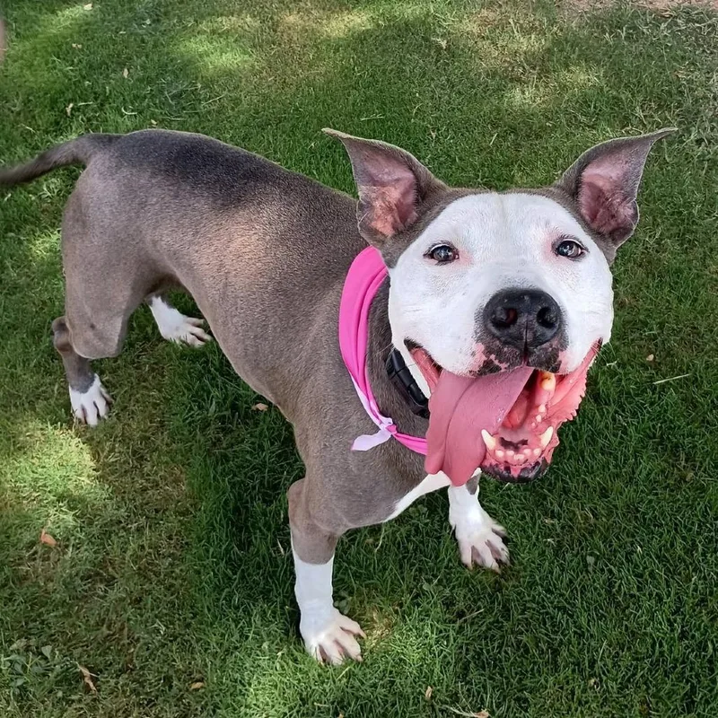 Bella
