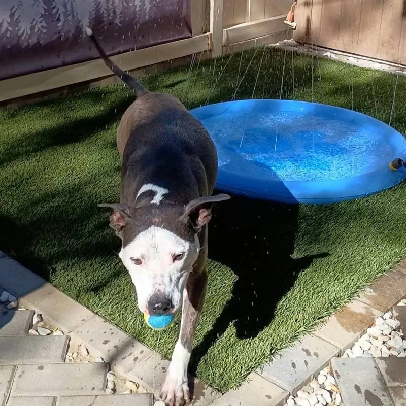 Bella thumbnail 3