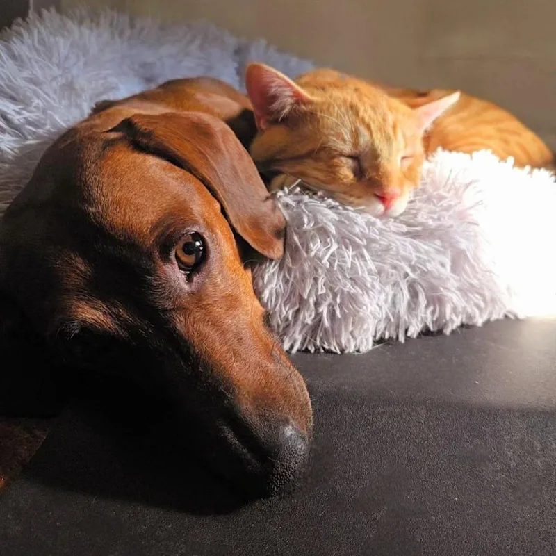 A young medium-sized male Tabby (Orange / Red) Domestic Short Hair cat named Friday for adoption in Fort Worth, TX