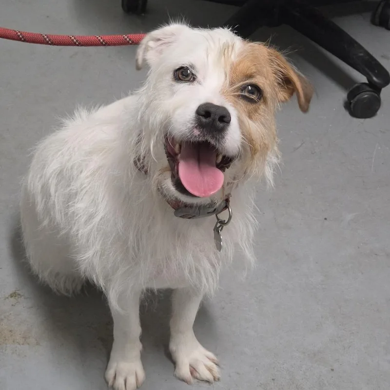 An adult small-sized male White / Cream Mixed Breed dog named Rodney for adoption in Troy, IL