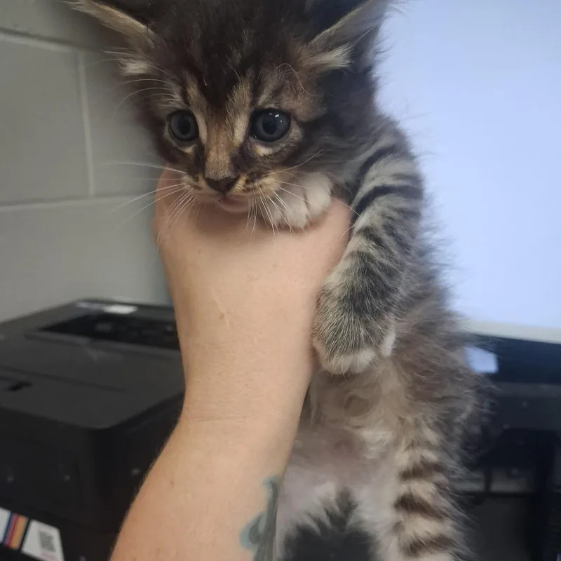 A baby small-sized male Domestic Long Hair cat named Busterbrown for adoption in Lufkin, TX