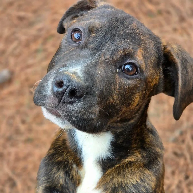 Buckingham thumbnail 2