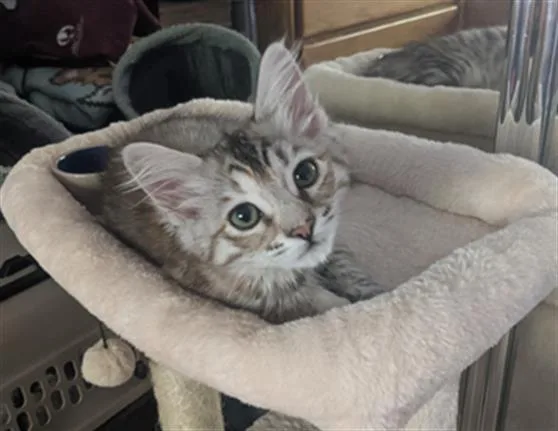 A baby small-sized female Domestic Short Hair cat named Sage for adoption in Santa Clara, CA