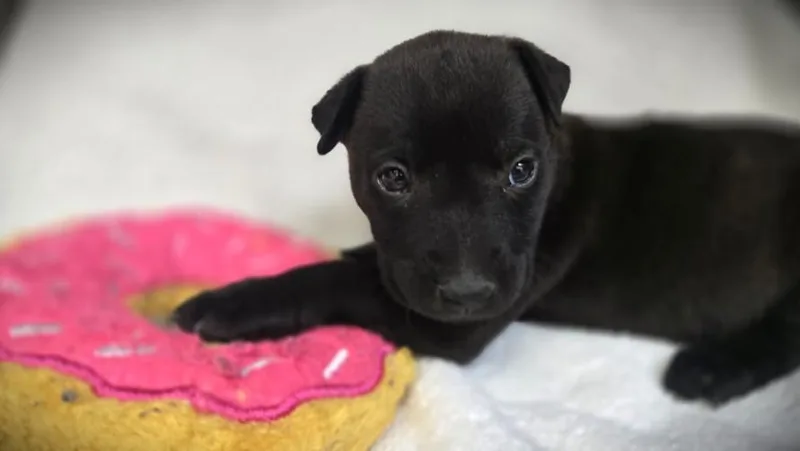 A baby small-sized female Pointer dog named Sissy for adoption in Los Angeles, CA