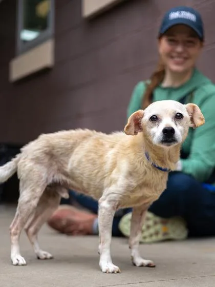 A senior small-sized male Mixed Breed dog named Walter for adoption in Chamblee, GA