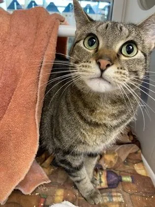 An adult large-sized female Brown / Chocolate Domestic Short Hair cat named Gionni for adoption in Kansas City, MO