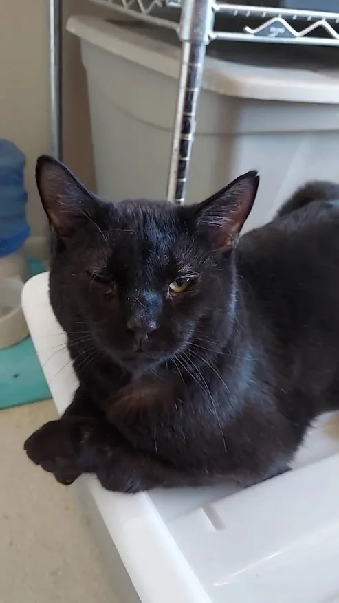 An adult large-sized male Black Domestic Short Hair cat named Moose for adoption in Salt Lake City, UT