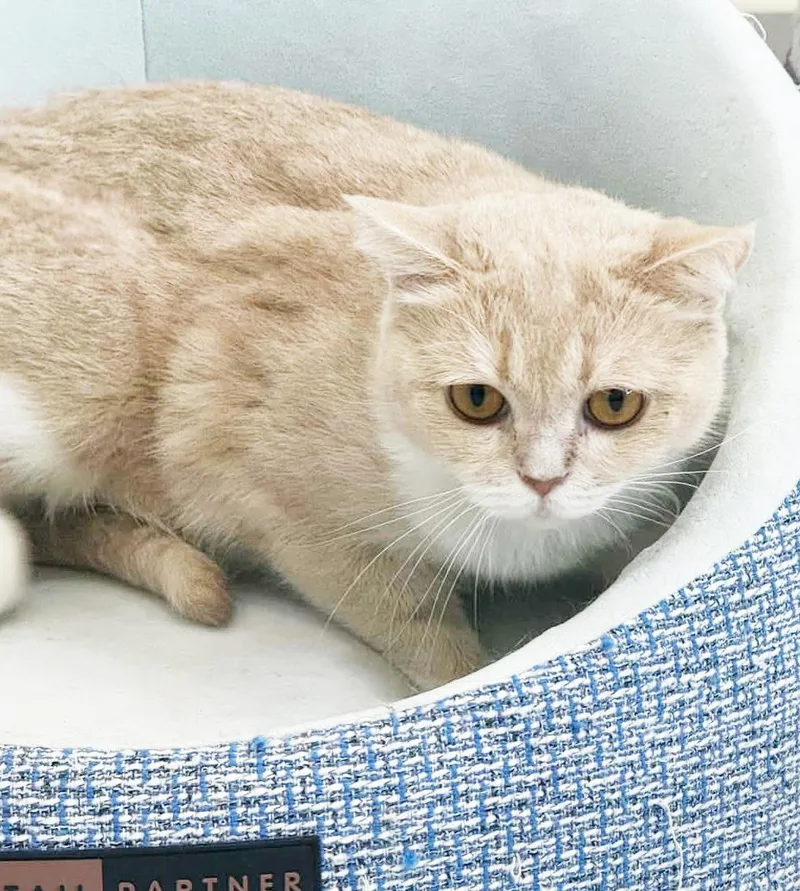 A young small-sized female Orange / Red British Shorthair cat named Honey Is A Honey for adoption in Bedford Hills, NY