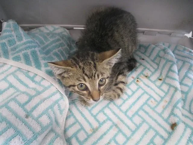 A baby small-sized male Domestic Short Hair cat named Noah for adoption in Ocala, FL
