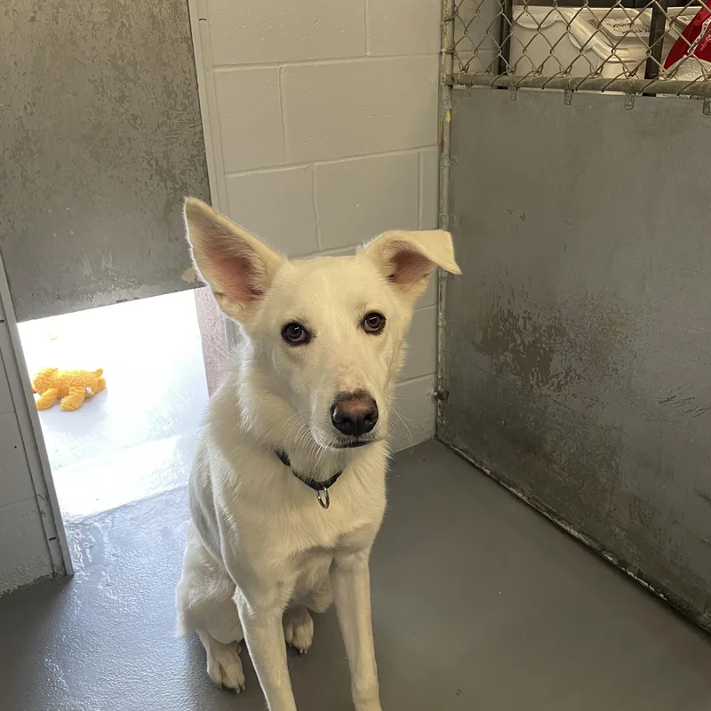 A young large-sized male White / Cream Great Pyrenees dog named Max for adoption in Southbury, CT
