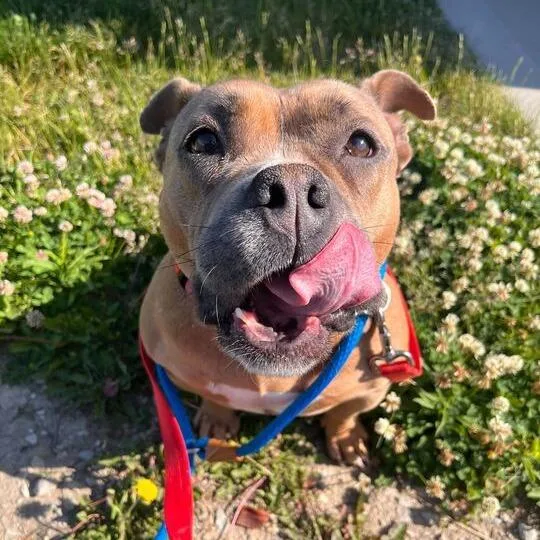 An adult medium-sized female Brown / Chocolate English Bulldog dog named Venoril for adoption in Matteson, IL