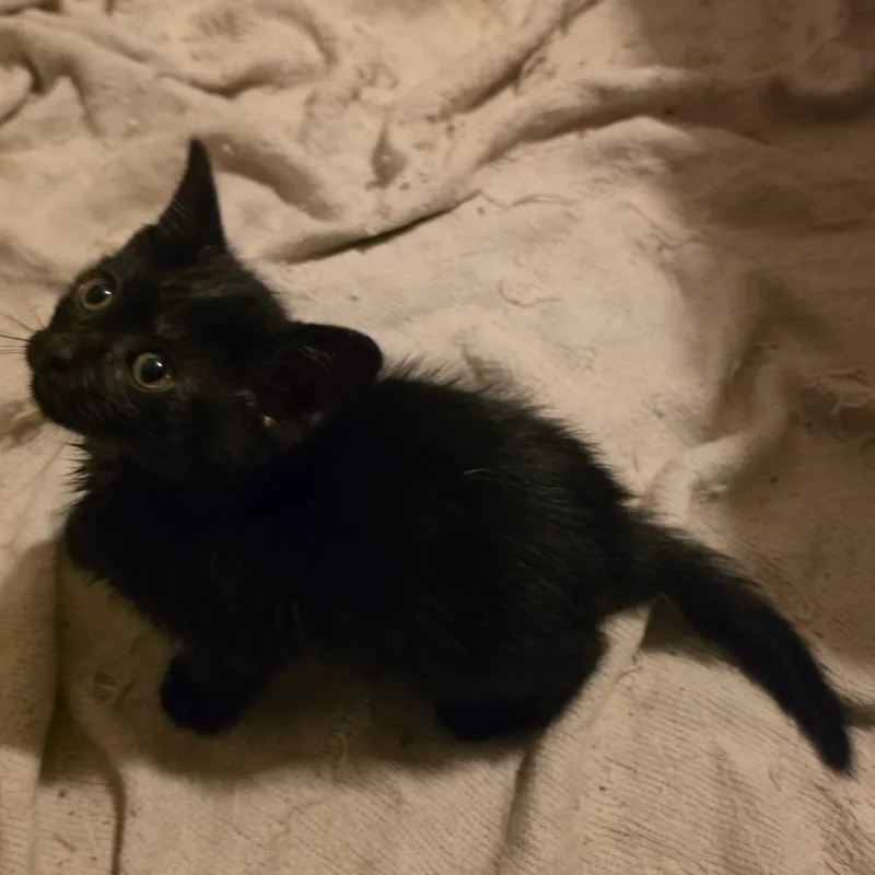 A baby small-sized female Black Domestic Short Hair cat named Nebula for adoption in Normal, IL