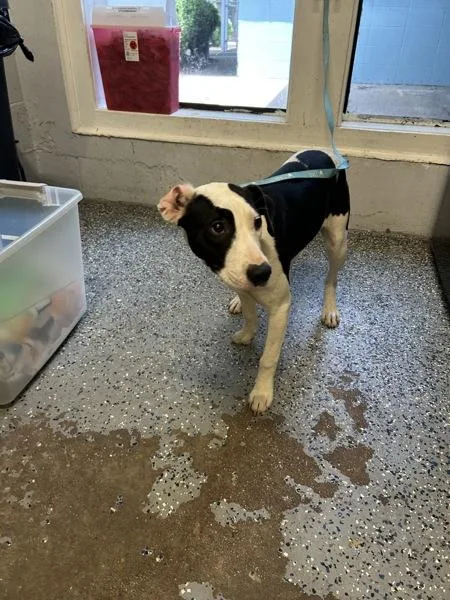 A young medium-sized female Pit Bull Terrier dog named Tippy for adoption in Mobile, AL