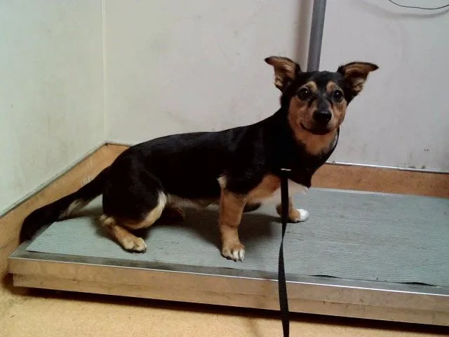 A young small-sized female Terrier dog named Scampi for adoption in Martinez, CA