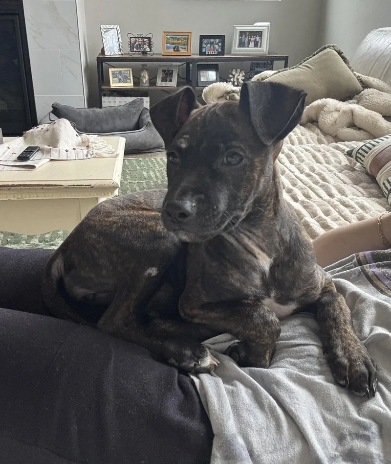 A baby medium-sized female Staffordshire Bull Terrier dog named Sally for adoption in Aurora, CO