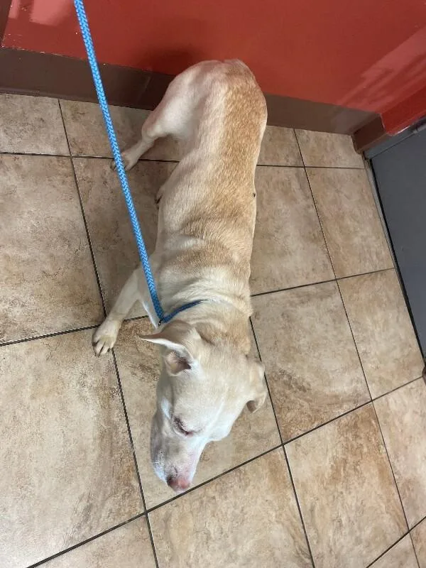 An adult large-sized female Yellow / Tan / Blond / Fawn Mixed Breed dog named Brigitta for adoption in Cincinnati, OH