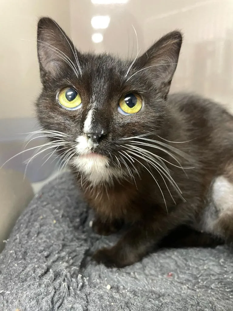 A baby small-sized female Domestic Short Hair cat named Drama for adoption in Corpus Christi, TX