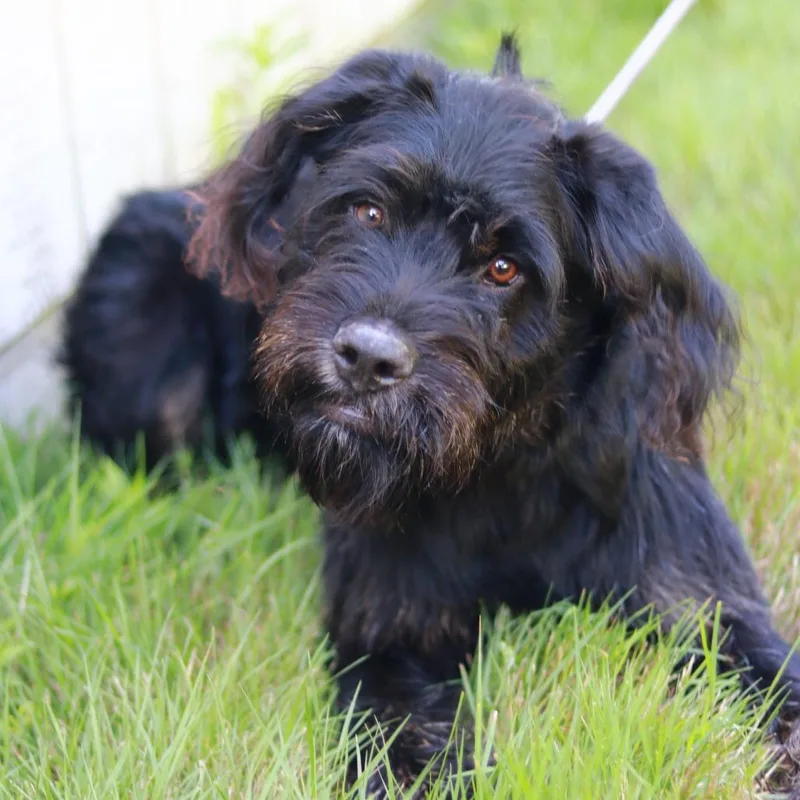 A young medium-sized male Black Terrier dog named CT Junior for adoption in Stormville, NY