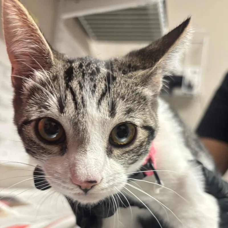 A baby small-sized female Gray / Blue / Silver Domestic Short Hair cat named Wadsworth for adoption in Yuma, AZ