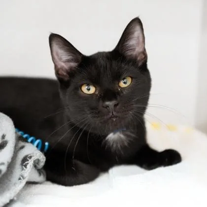 A baby small-sized male Black Domestic Short Hair cat named Tommy for adoption in Atlanta, GA
