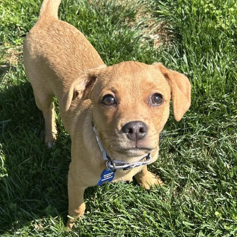 A baby medium-sized female Yellow / Tan / Blond / Fawn Labrador Retriever dog named Rummy for adoption in Potomac, MD