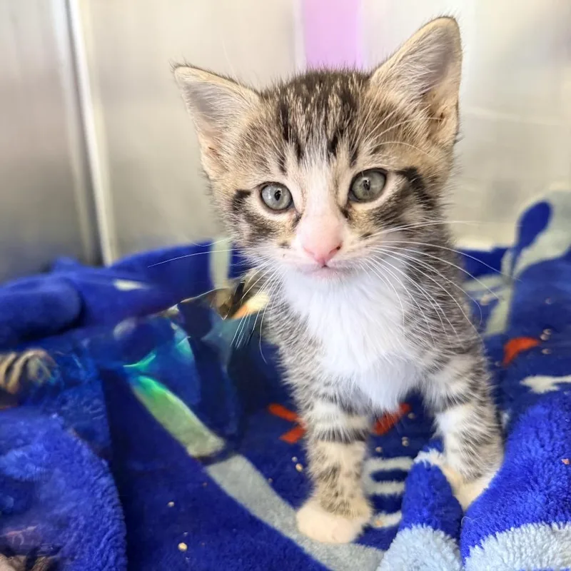 A baby small-sized male White Domestic Short Hair cat named Jepe for adoption in Palm Springs, CA