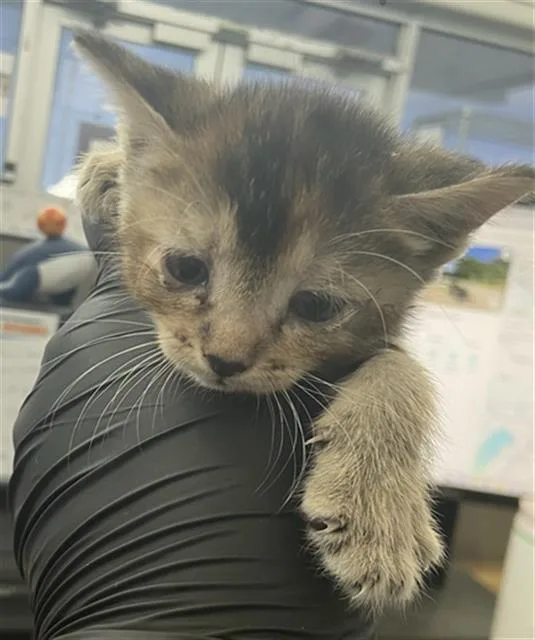 A baby medium-sized female Domestic Short Hair cat named Mel for adoption in Dallas, TX