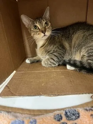 An adult medium-sized female Domestic Short Hair cat named Yogurt for adoption in Vero Beach, FL