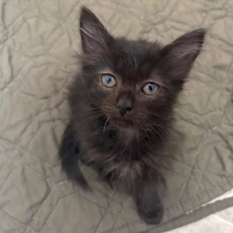 A baby small-sized female Black Domestic Medium Hair cat named Gouda for adoption in San Pablo, CA
