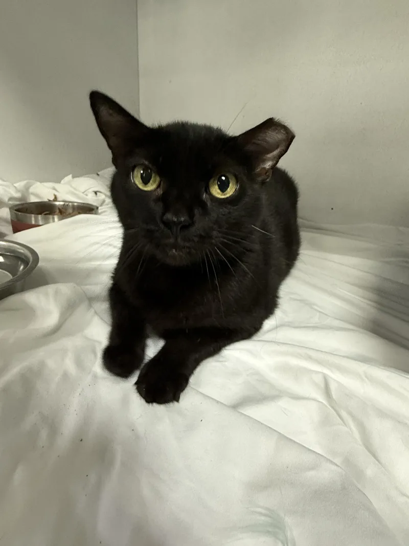An adult medium-sized female Domestic Short Hair cat named Tennessee for adoption in Columbia, SC