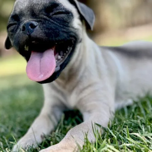 Nugget