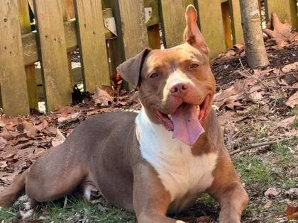 An adult large-sized male Mixed Breed dog named Jello for adoption in Washington, DC