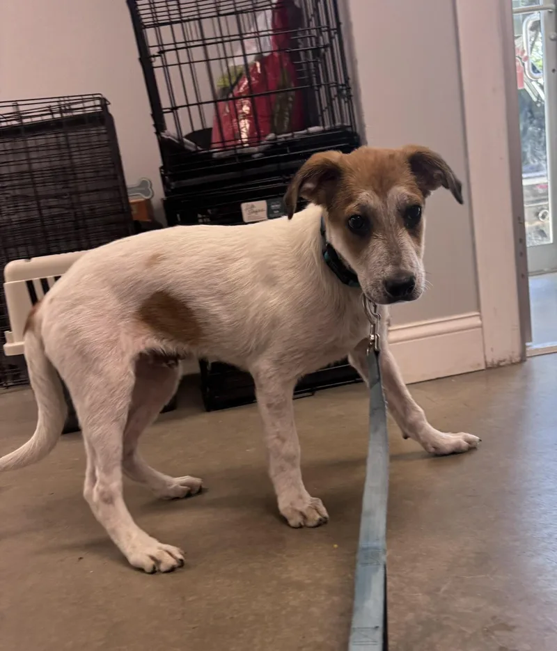 A baby medium-sized male Mixed Breed dog named Willie for adoption in Pembroke, MA