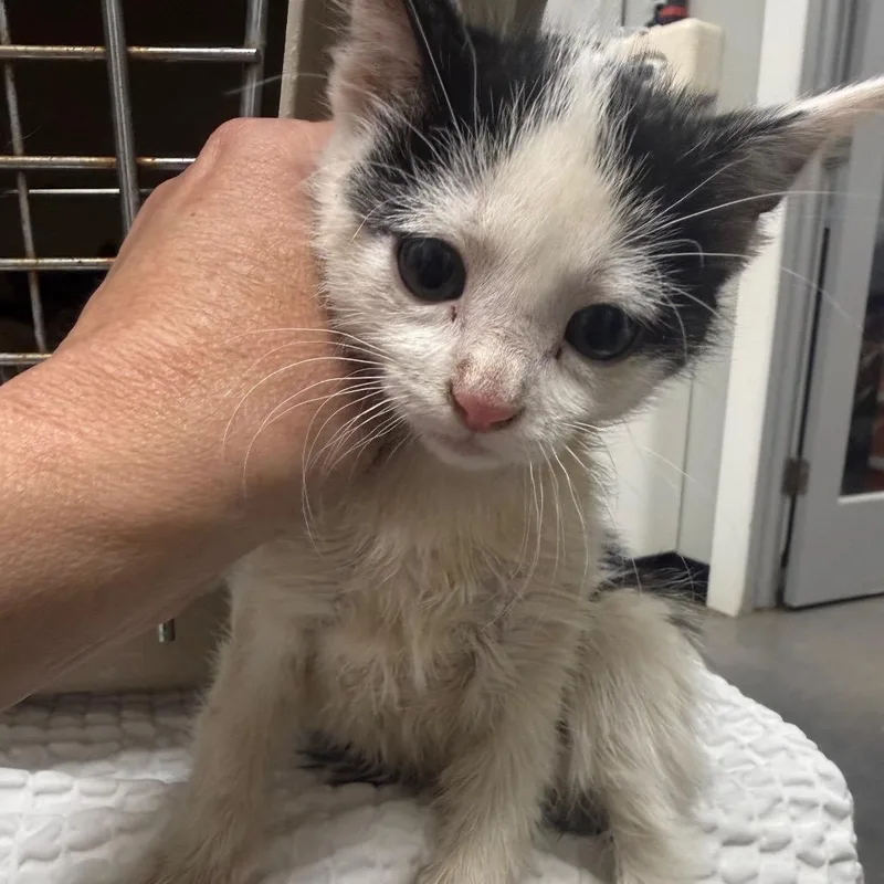 A baby small-sized female Black Domestic Short Hair cat named Monarch for adoption in Normal, IL