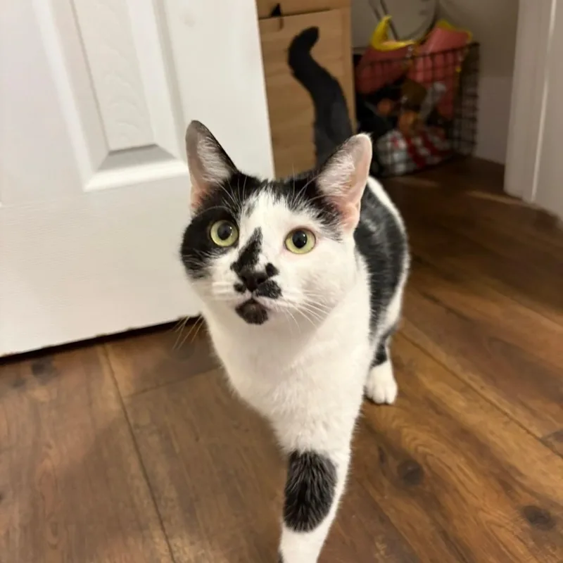 An adult medium-sized female Black & White / Tuxedo Domestic Short Hair cat named Moo for adoption in Cleveland, TX