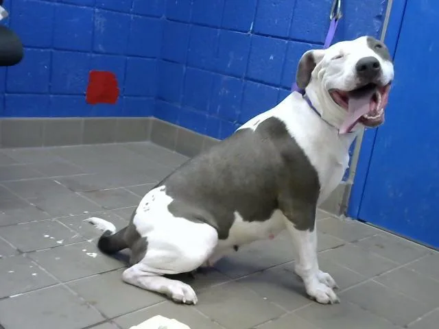 A young large-sized female Pit Bull Terrier dog named Josaphena for adoption in Albuquerque, NM
