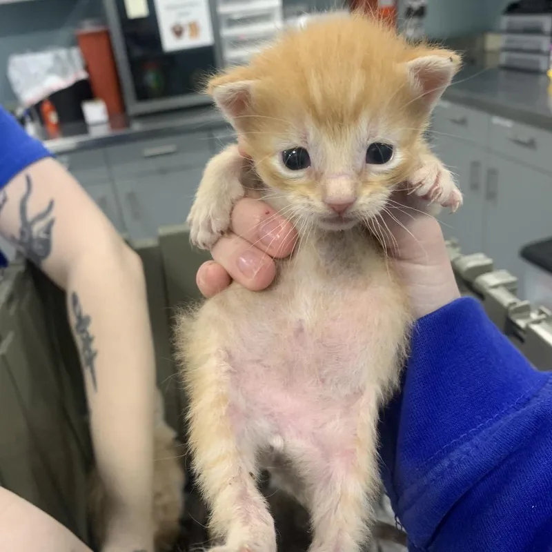 A baby small-sized male Orange / Red Domestic Short Hair cat named Mini for adoption in Greensboro, NC