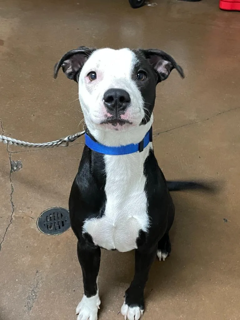 A young medium-sized female Pit Bull Terrier dog named Brie for adoption in Chico, CA