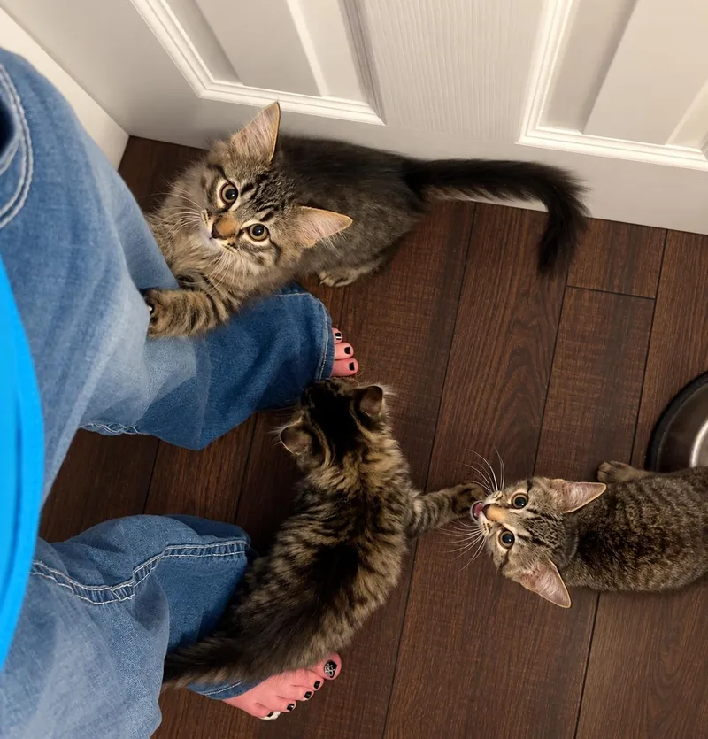 A young medium-sized male Domestic Long Hair cat named Flaxon for adoption in Aurora, CO