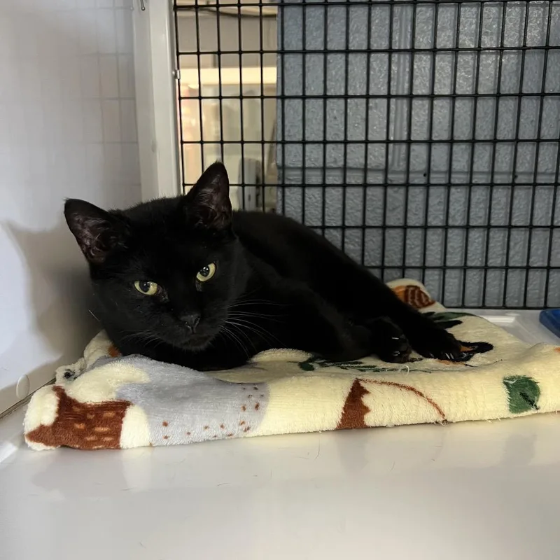 An adult medium-sized female Black Domestic Short Hair cat named Mabel for adoption in New York, NY
