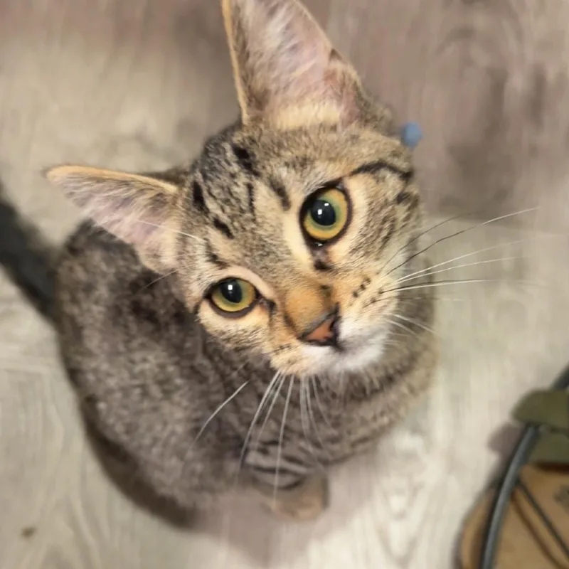 A baby small-sized male Gray / Blue / Silver Domestic Short Hair cat named Sebastian for adoption in Spokane, WA