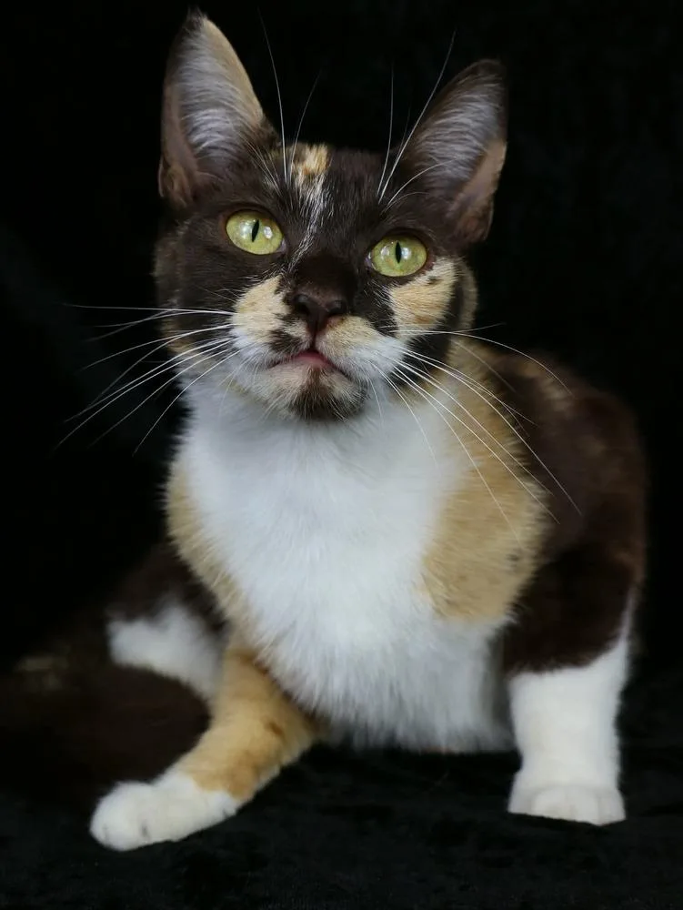 A young medium-sized female Calico cat named Praline for adoption in Lewisburg, TN