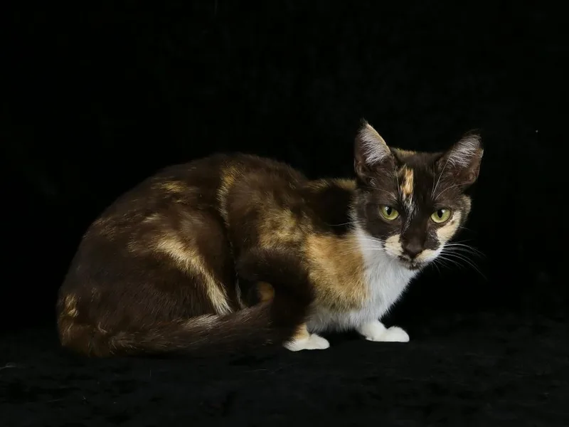 Praline thumbnail 2
