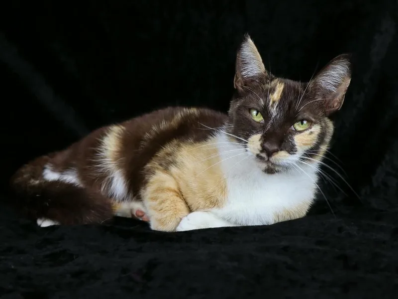 Praline thumbnail 3