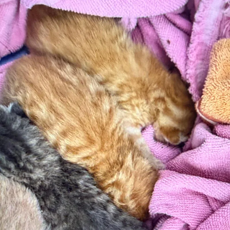A baby small-sized male Orange / Red Domestic Short Hair cat named Soul for adoption in Mount Juliet, TN
