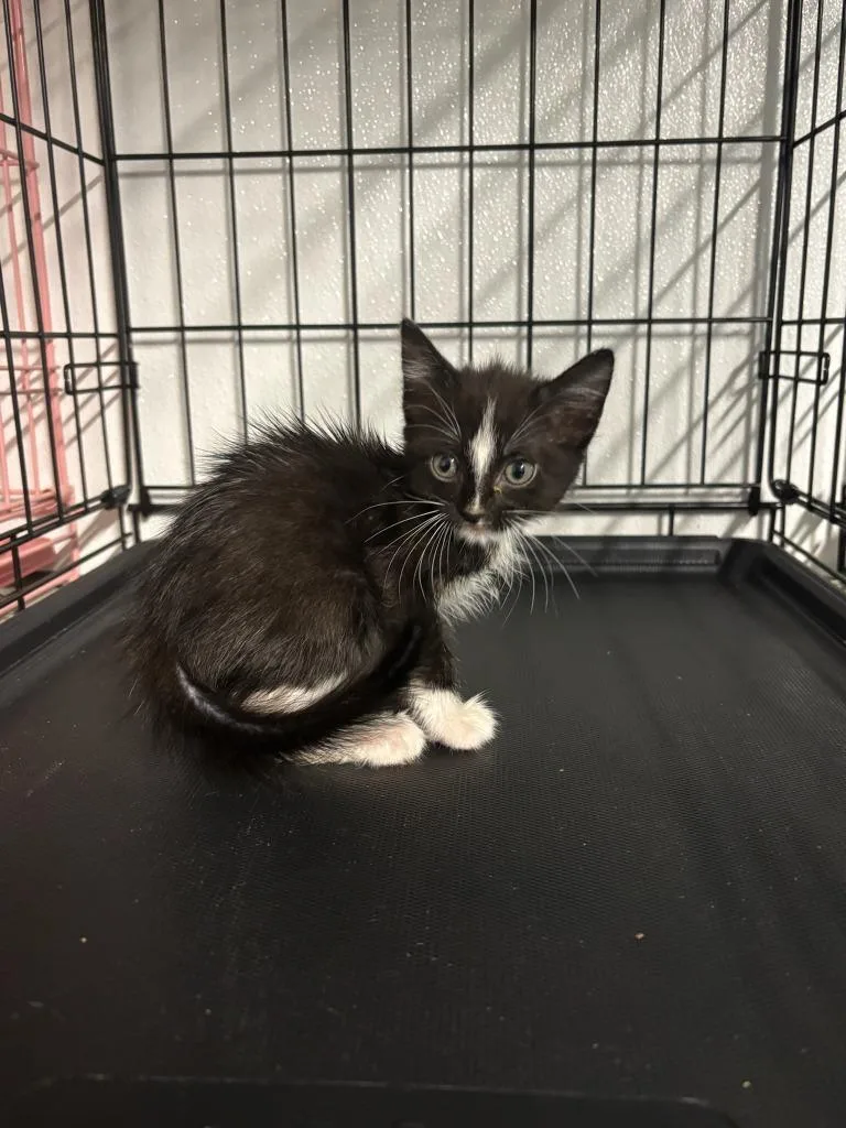 A baby large-sized female Domestic Short Hair cat named Jackie for adoption in Metter, GA