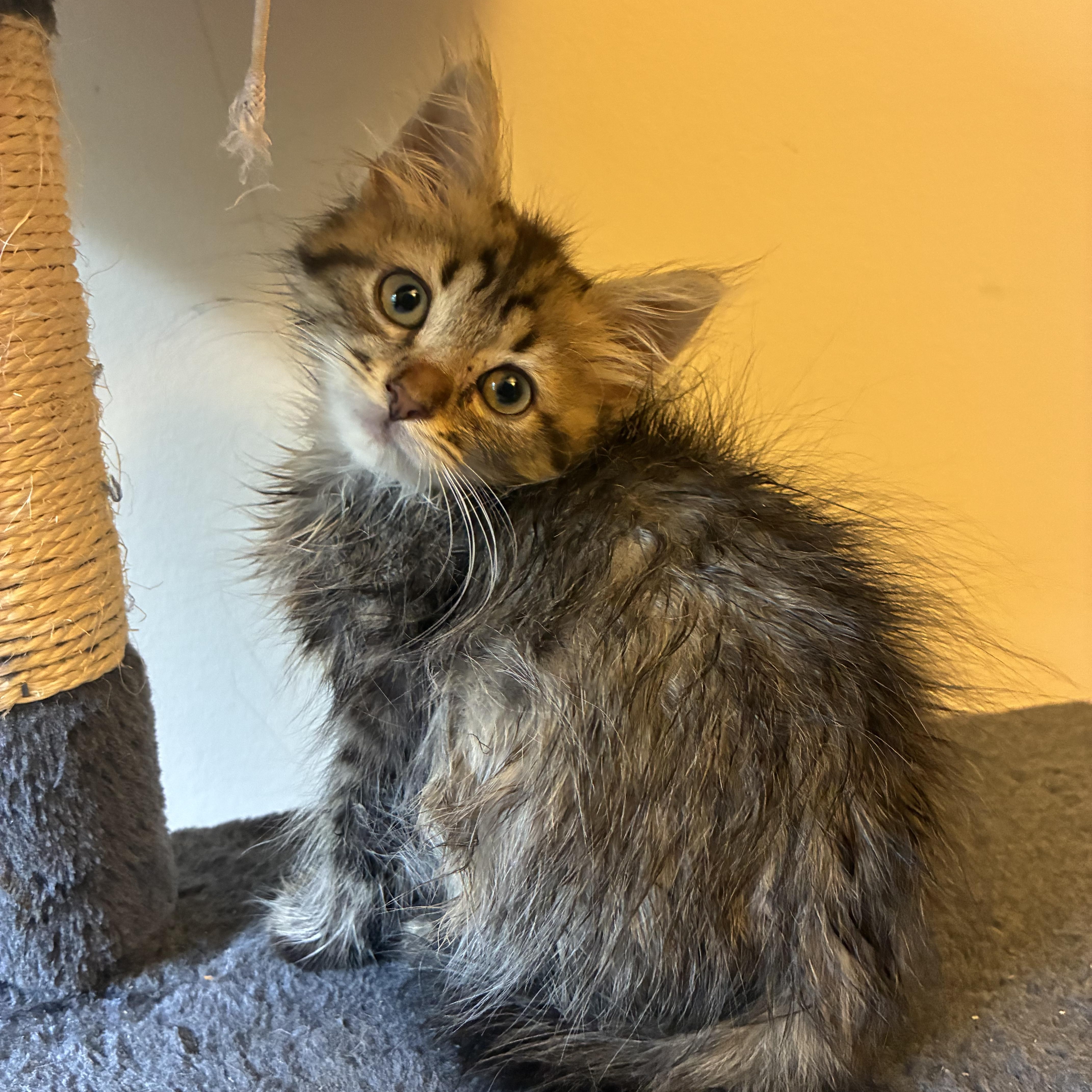 A baby medium-sized male Domestic Long Hair cat named Willy for adoption in Sewell, NJ