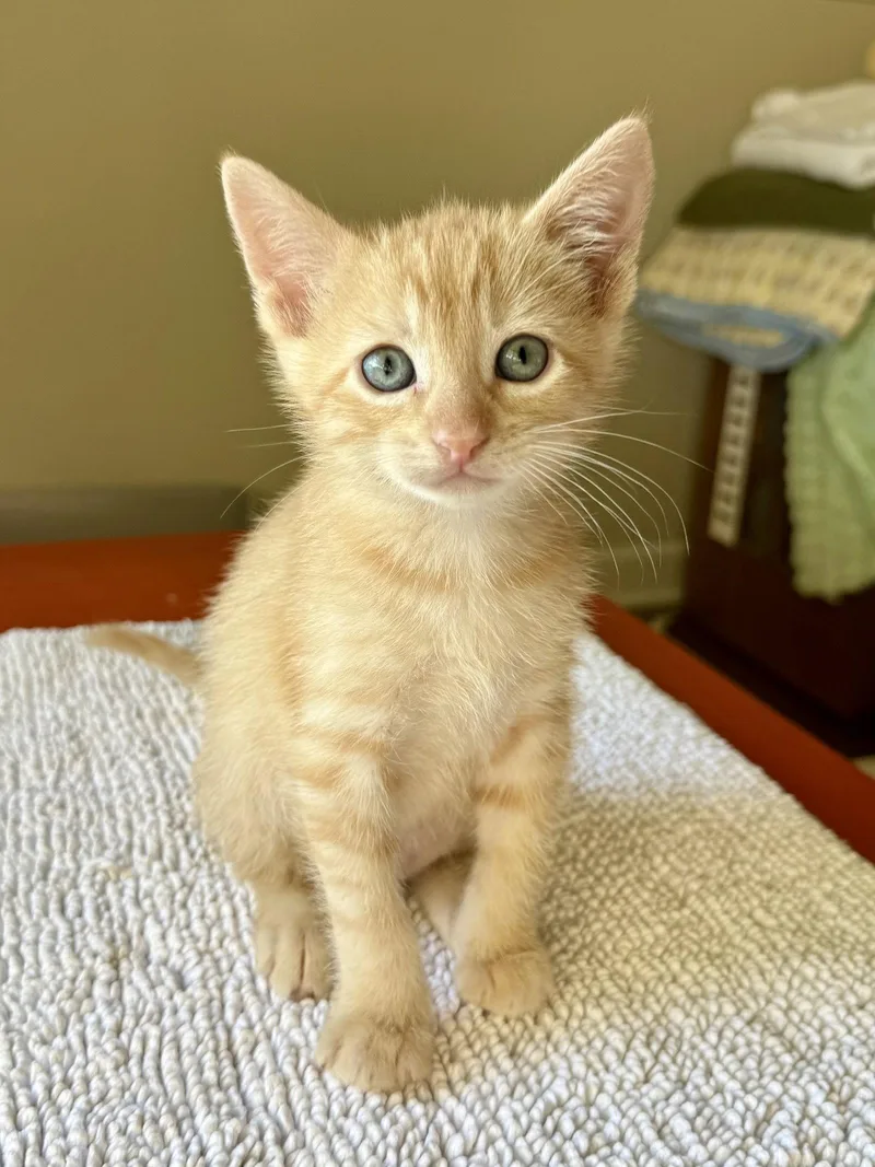A baby small-sized male Domestic Short Hair cat named Cornbread for adoption in Texarkana, TX
