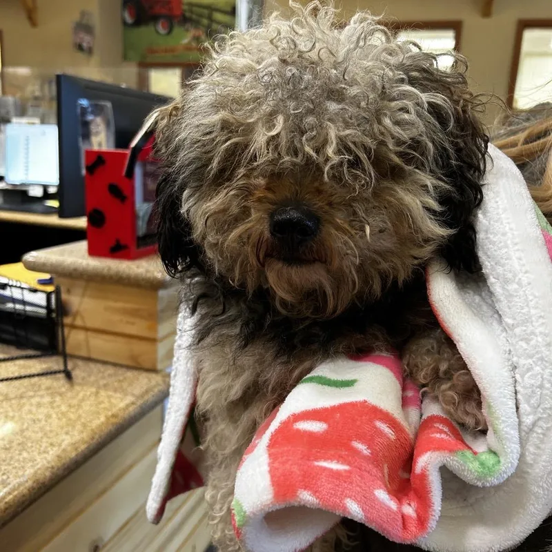 An adult small-sized male Gray / Blue / Silver Lhasa Apso dog named IEPAStray for adoption in Upland, CA