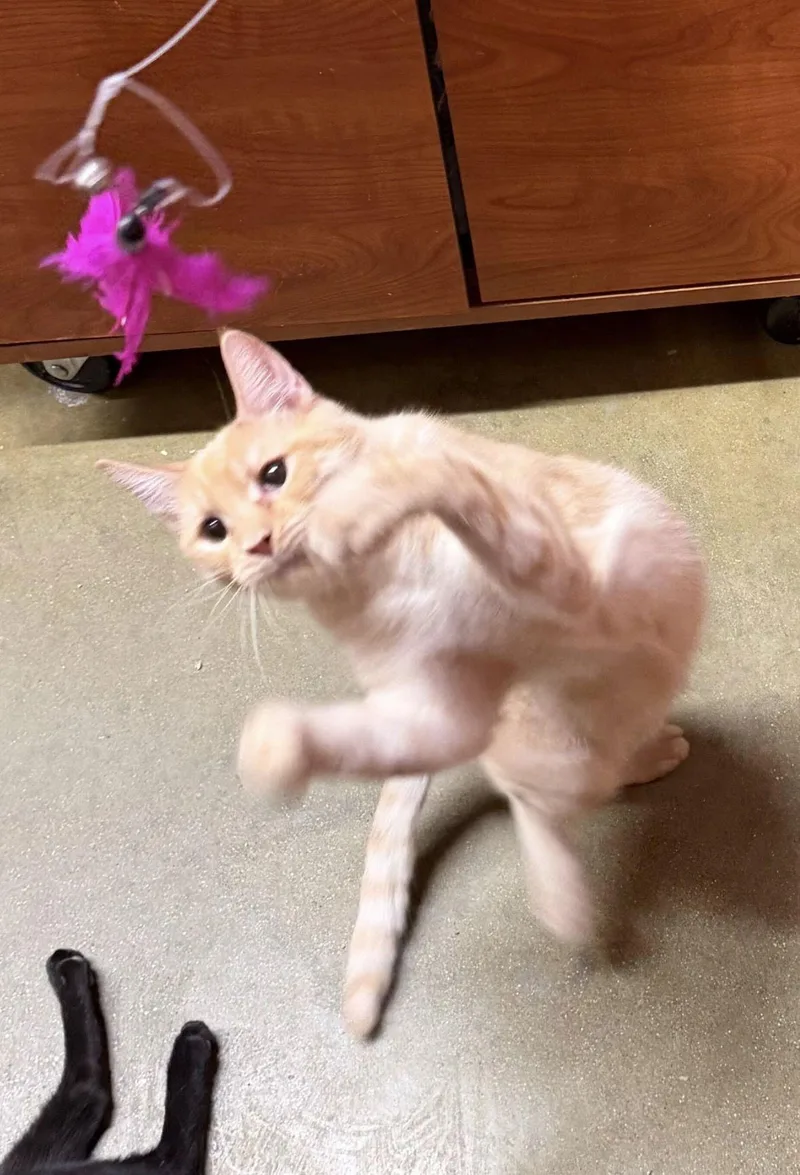 Carl Jr. thumbnail 2